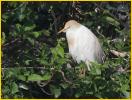 Cattle Egret