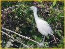 Cattle Egret<BR>Chick