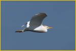 Cattle Egret