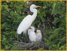 Great Egret and Chicks