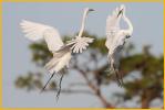 Great Egrets Fighting