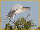 Great Egret Landing