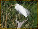 Great Egret