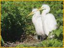 Great Egret Chicks