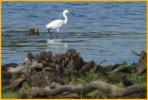 Little Egret