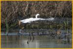 Little Egret