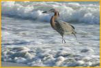 Reddish Egret