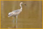 Juvenile <BR>Reddish Egret