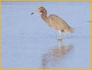 Nonbreeding <BR> Reddish Egret