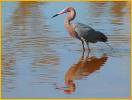 Reddish Egret