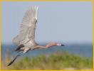 Reddish Egret