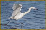 White Morph <BR> Reddish Egret