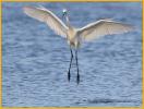 Reddish Egret<BR>White Morph