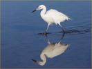 White Morph<BR>Reddish Egret