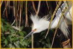 Snowy Egret