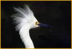 Snowy Egret