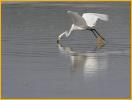 Snowy Egret