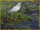 Snowy Egret