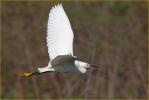 Snowy Egret