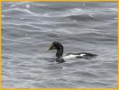 Eclipse Atlantic <BR>Common Eider