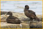 Nonbreeding Female <BR>Atlantic Common Eider