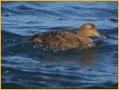 Female Atlantic <BR>Common Eider