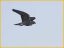 Juvenile Interior West<BR>Peregrine Falcon