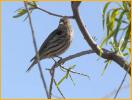 Female <BR>Cassin's Finch