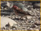 Cassin's Finch