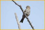 Juvenile <BR>House Finch