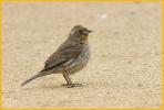 House Finch, <BR>Yellow Variant