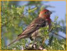 House Finch, <BR>Orange Variant