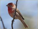 House Finch