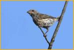 Female Eastern <BR>Purple Finch