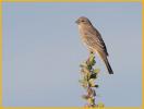 Female Pacific<BR>Purple Finch