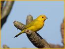 Saffron Finch