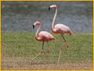 American Flamingos