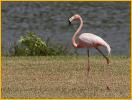 American Flamingo