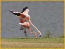 American Flamingos Mating