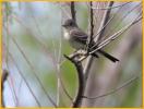 Acadian Flycatcher