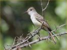 Ash-throated Flycatcher