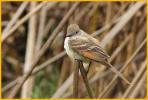 Western <BR>Brown-crested Flycatcher