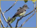 Eastern<BR>Brown-crested Flycatcher