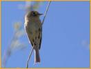 Buff-breasted Flycatcher