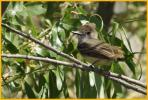 Western<BR>Dusky-capped Flycatcher