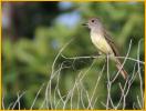 Great Crested Flycatcher