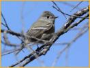 Hammond's Flycatcher