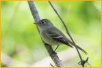 Least Flycatcher