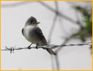 Olive-sided Flycatcher