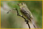 Pacific-slope Flycatcher